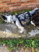 Harness Pet-Agility-Products Pet-Training Reflective Dog-Weight Walking for Padded-Nylon