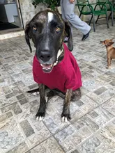 3XL-9XL Big Dog Clothes Winter Large Size Pet Clothing Golden Retriever Dog Coats Solid