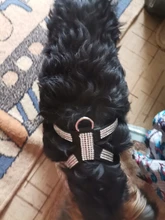 Collar de perro ajustable productos para mascotas Collar para perro arnés correa de liberación rápida Rhinestone Bling de cuero de la PU 1 PC