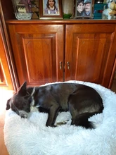 DEKO-camas supersuaves para perros, cojín redondo mullidas de gato, esterilla cálida y cómoda para dormir, sofá lavable, suministros para cachorros