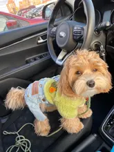 Jeans Clothing Jacket Coat Dog-Costume Puppy Dogs Small Denim Pet Medium for Chihuahua