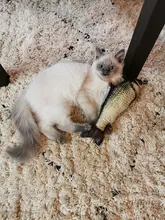 Doll-Pillow Cat-Toy Cat Mint Simulation-Fish Grass-Carp Funny New Pet-Molar