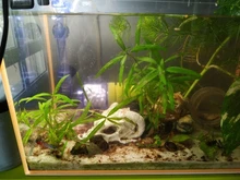 SPONGE-FILTER Air-Pump Aquarium Fish-Tank Water-Fall NICREW Ultra-Quiet