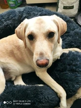 Saco de dormir en invierno para mascotas, caseta de lecho de gatos y perros supersuave, saco de dormir largo y afelpado para cachorros, esterilla portátil, tamaño de 46/50/60cm