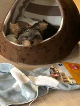 Cat Bed Nest Kennel Dog-Beds Cat-House Princess-Bed Dogs Washable Small Warm for Pet-Dog