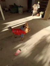 Coat Pet-Dog-Jacket Winter Puppy Hood-Size Warm with 8-18 5-Colors Thickening