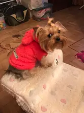 Ropa de Gato caliente para mascotas, abrigo, chaqueta para perros pequeños, medianos, gatos, Chihuahua, ropa de Yorkshire, disfraz rosa, S-2XL