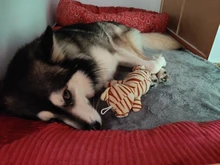 Big Dog Couch Sofa-Beds Kennel Cushion German Shepherd Large Puppy Pet-Cat-Dog Small