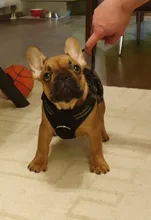 Truelove Pet Dog Harness Large Small For Pitbull Reflective Safety Harness For Dogs