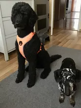 Pet-Harness Truelove Walk Padded Seat-Belt Handle Reflective-Dog Adjustable Small Soft