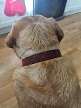 Leash Set Collars Lead Name Custom Personalized Adjustable Plaid Suit Id-Tag Faber