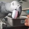 R***r