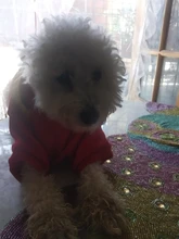 Overalls Sweaters Jacket Pet-Costume Yorkies Dogs Coat Small 