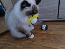 Pet Cat Toys for Cats Kitten Puzzle Interactive Tumbler Swing Self Balance Chasing Toy