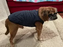 Dog Winter Bulldog-Coat Chihuahu Small French Outfit Puppy Medium Warm 