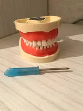 Modelo de enseñanza Dental de Modelo Dental, modelo estándar con mordedores de 32 tornillos, goma dura suave, 28 y 24 dientes