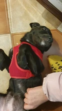 Dog-Harness Pitbull Cats Terrier Truelove Petshop Adjustable Mysudui Black Chihuahua