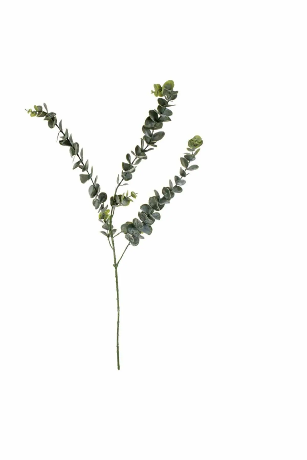 Natural folhas de eucalipto flores secas plantas naturais casa decoração do casamento ramos de eucalipto hastes planta real decoração