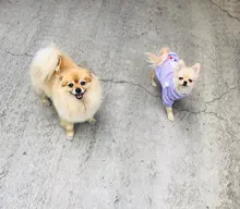 Cute Pet Dog Clothes Puppy sweater T-shirt Shirt Cute Rainbow printing Pajamas Cat 