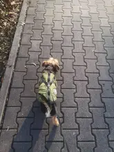 De invierno para mascotas ropa de perro francés mascota Bulldog cálido Chaleco con arnés abrigo perro ropa chaleco pequeño mediano para perros