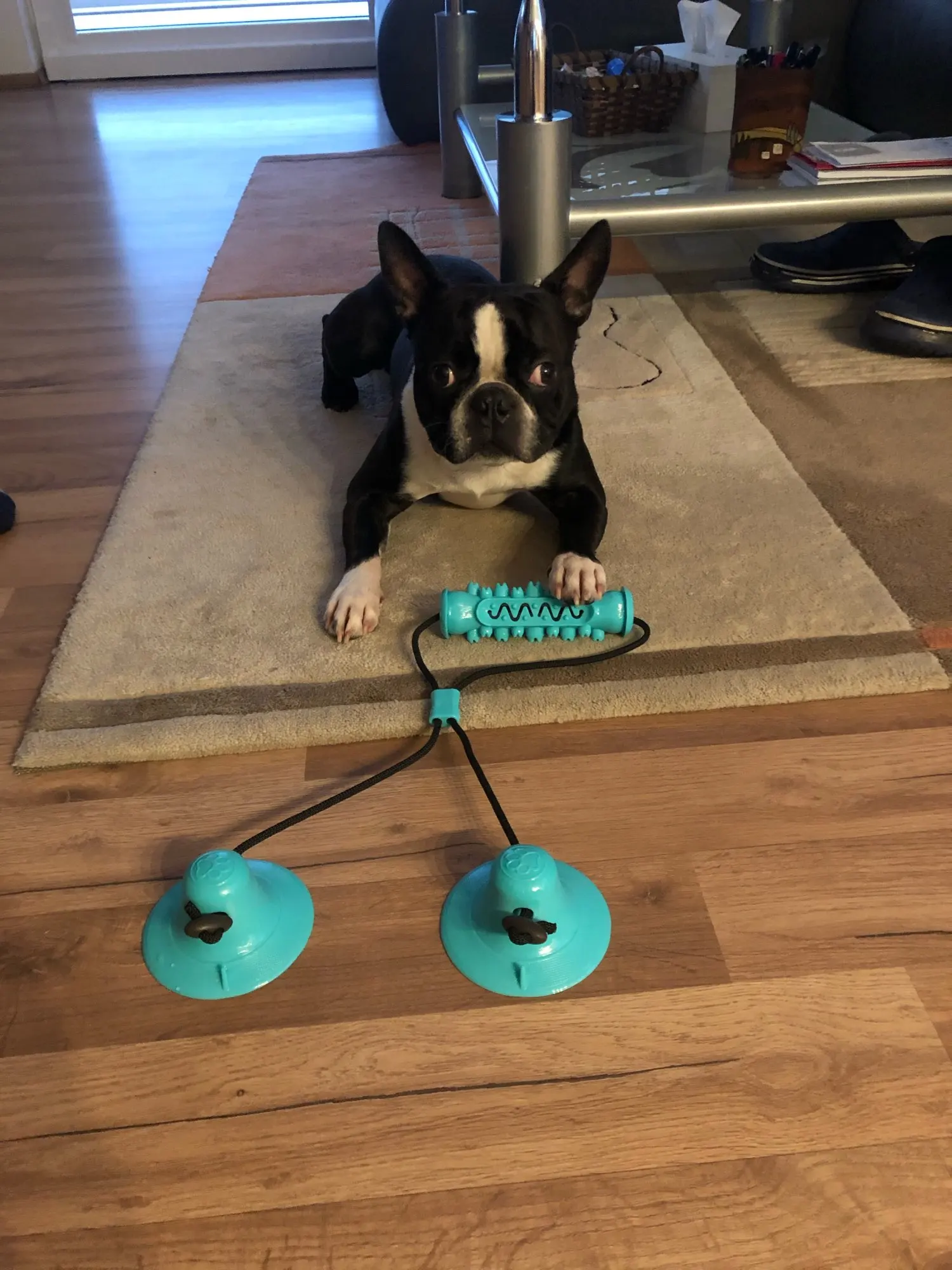 DogMEGA Best Teeth Cleaning Suction-Cup Dog Toy photo review