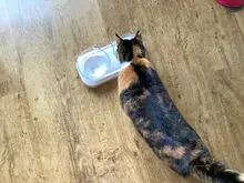 Cat-Bowls Raised-Stand Cats-Dogs-Feeders Pet-Food Pet-Supplies Non-Slip with 