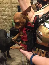 HOOPET Pet Dog Cat Carrier Bag Backpack Carring Bag Products for Dogs Anilmal Transport