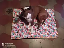 Cama grande para perro, colchoneta de espuma viscoelástica, transpirable, colchón ortopédico de fondo Oxford, para mascota mediana grande pequeña