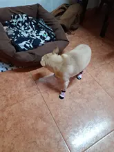 Conjunto de 4 Calcetines antideslizantes de algodón para perros pequeños, para otoño e invierno, antideslizantes, protectores de patas