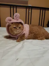 Cat Jacket Costume Yorkshire-Clothing Kitten Winter Warm for Small Medium Dogs Chihuahua