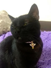 Puppy-Collar Bell Pet-Supplies Breakaway Chat Kittens Adjustable with Cut Cats Pour 