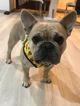 Dog-Harness Leash-Set Pets-Puppy No-Pull Dogs French-Bulldog Small Pug Breathable 