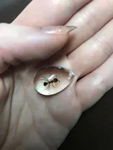 Ant HD Acrylic Specimen Ant Nest Decoration Accessories Unique Ant Souvenir Gift