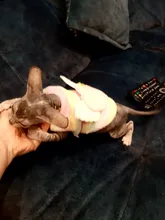 Clothing Puppy-Vest Dog-Coat Pet-Cat-Clothes French-Bulldog Small Dogs Chihuahua Winter