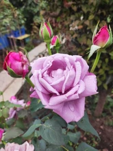 Ratón inalámbrico para Gaming, ergonómico, 2,4 GHz, USB, óptico, para ordenador, PC y portátil