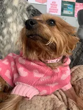 Collar de policarbonato para perros, hebillas ajustables con campana, correa para el cuello, suministros para mascotas, accesorios para perros pequeños, Chihuahua, Bulldogs, 1 unidad