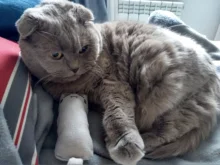 Cat-Toy Interactive-Tools Pet-Supplies Plush-Toys Mint-Scratcher Catnip Teeth-Grinding