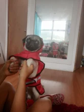 Jumpsuit Hoodies Pet-Coat Rain-Jacket Reflective French-Bulldog-S-2xl Waterproof Medium