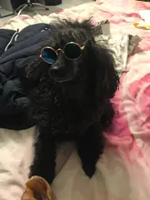 Productos para mascotas encantador redondo Vintage gato gafas de sol reflejo ojo gafas para perro pequeño gato accesorios fotos de mascotas accesorios