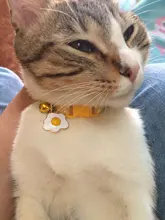 Collar de gato con campana de algodón cómodo huevo aguacate varita mágica ajustable Collar campana perro gato Collar