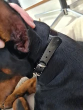 Vibration Pet Dog-Collar Remote-Control Shock Electric Rechargeable Waterproof 800m 