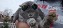 Accesorios para gafas de sol para perros y gatos, accesorios para gafas, arnés, productos para cachorros, adornos para lentes, artículos para animales