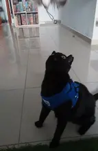 Arnés y correa reflectantes para gato, ropa transpirable a prueba de Escape para mascotas, chaleco ajustable de fácil Control