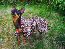 Abrigo con tutú y estampado de leopardo para perros y cachorros ropa de invierno con capucha, chaqueta reversible para perros pequeños