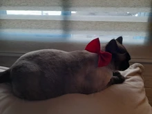 Bozal transpirable Para perros y gatos, mascarilla antimordeduras, máscara Para la boca Para gatitos y mascotas, bozal Para limpieza de baños de gatos, herramienta Para Gat