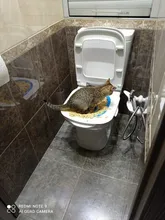 Cat Toilet Litter-Box Puppy-Cat-Litter-Mat Training-Kit Plastic 40--40--3.5cm