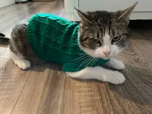 Vest Costume Pets-Sweater Dog-Coat T-Shirt Kitty For Cats Outfit Clothing Pet-Dog Dogs