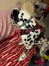 Vest Harness Pet-Dog No-Pull SUPREPET Nylon Adjustable for Large Medium