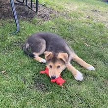 Chew-Toys Pets-Supplies Rubber Puppy Pet-Play Dogs Animal-Shape Squeaky HOOMIN Sound-Toy