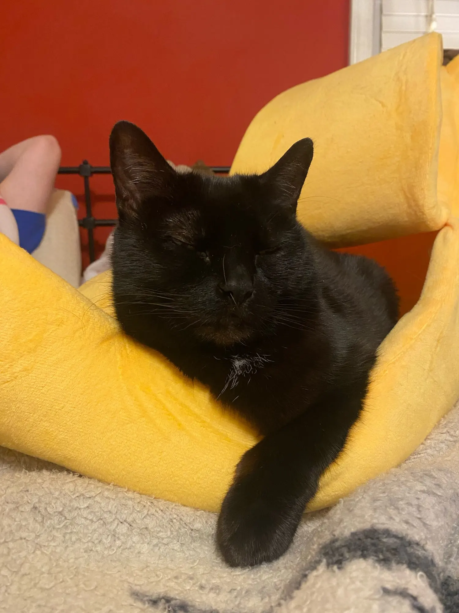 Cat Banana Cozy Cute Bed House photo review